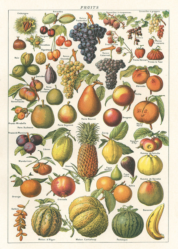 Cavallini Poster/Gift Wrap - Fruit