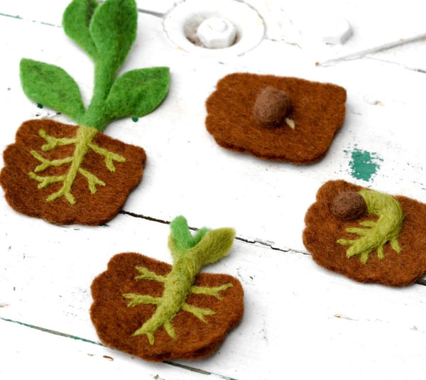 Felt Lifecycle of Bean Plant (Pre-Order end of May)